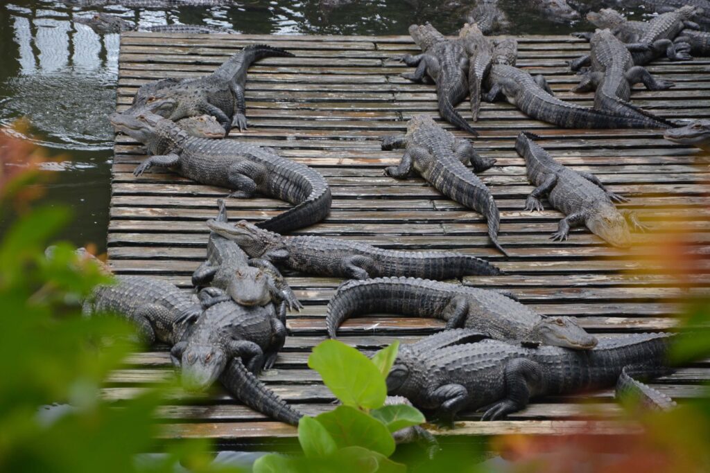 Teenage alligators taking a rest in the sun at Gatorland, Orlando, Florida.