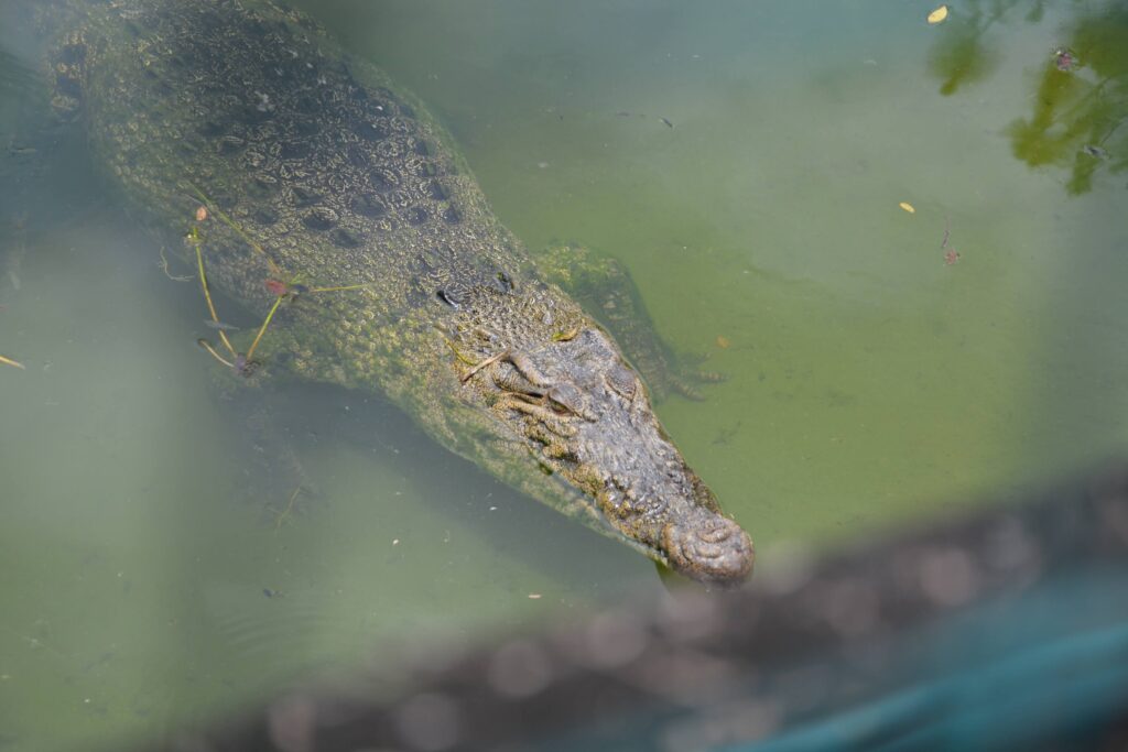 Hungry gator in sight at Gatorland, Orlando, Florida.