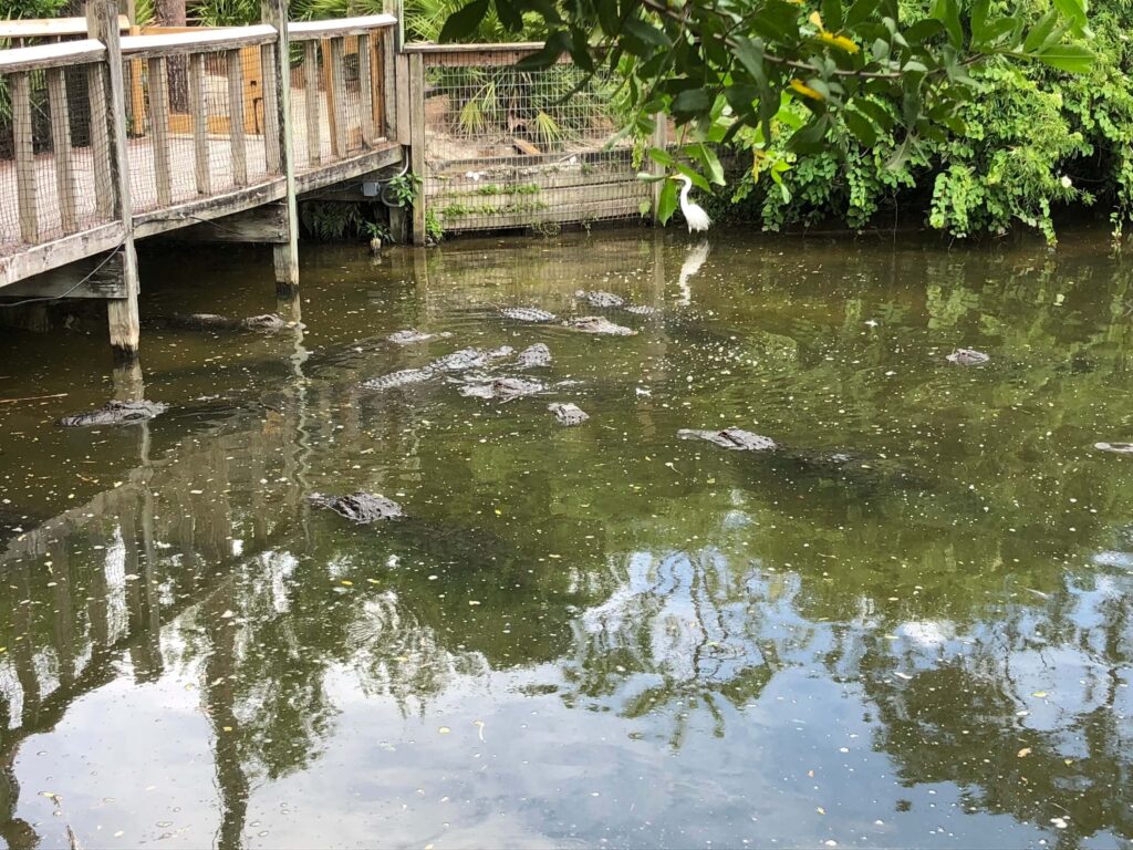 Alligators waiting for dinner at Gatorland, Orlando, Florida.
