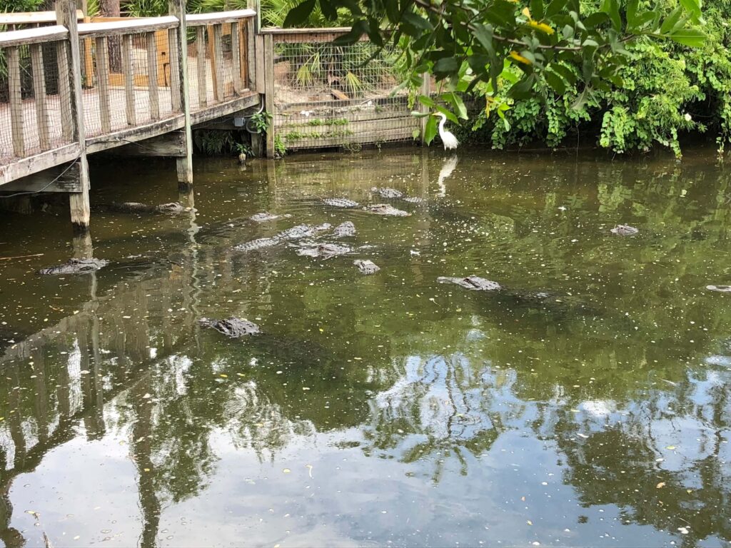 Alligators wachten op hun lunch te Gatorland, Orlando, Florida.